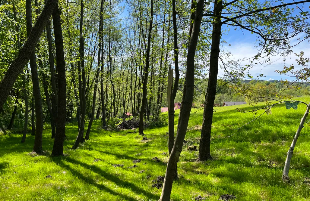 AlohaCamp Brzozowy Zagajnik MK 1