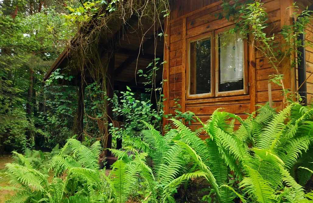 Jodłowiec Domki Domek Paproć 2