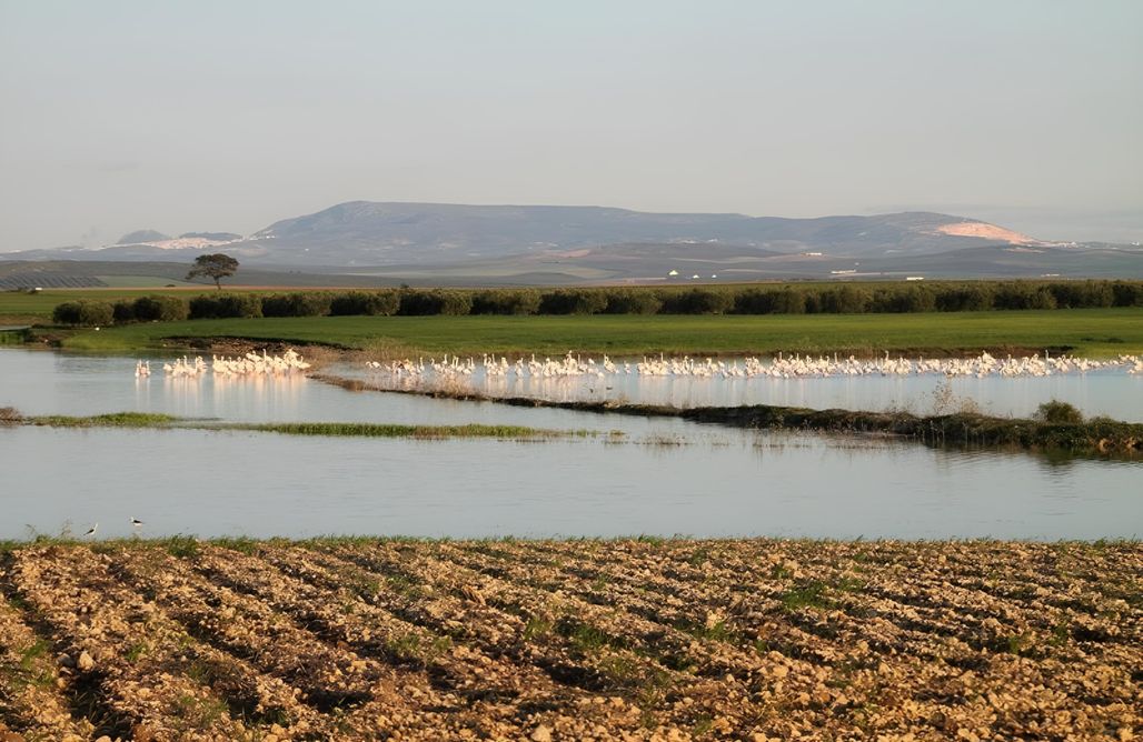 Unterkunft AlohaCamp Casa Rural Lola - Lantejuela 1