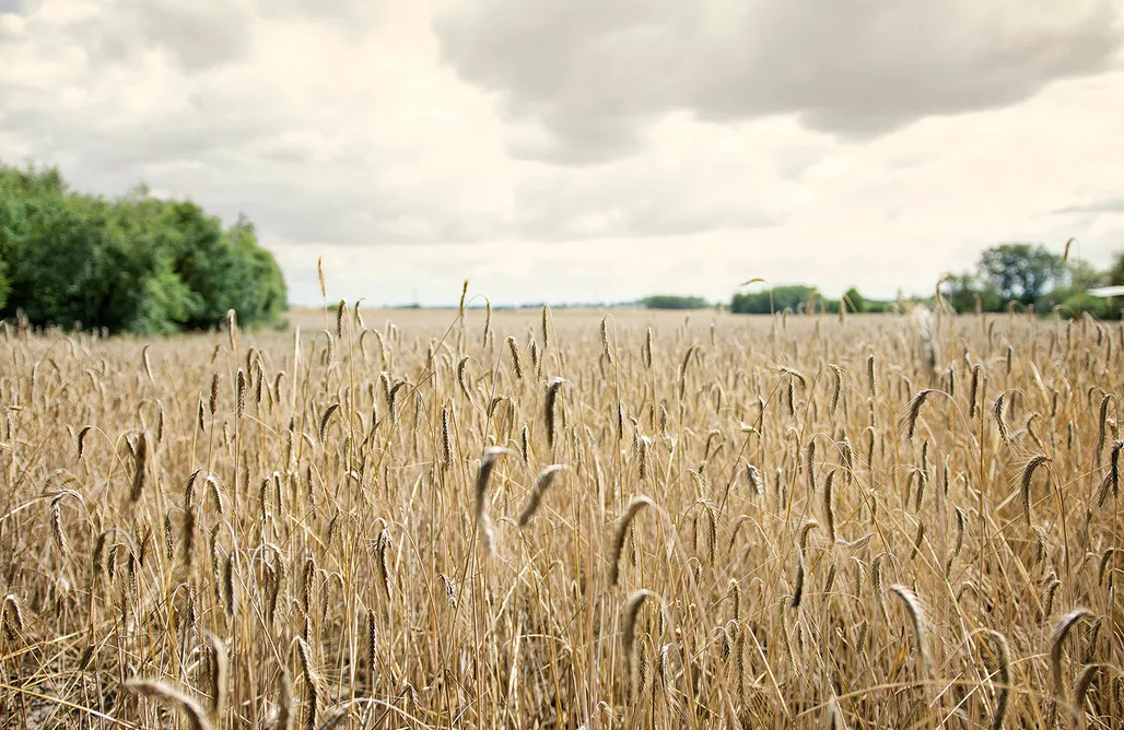 noclegi AlohaCamp Uroczysko Lutówko 1