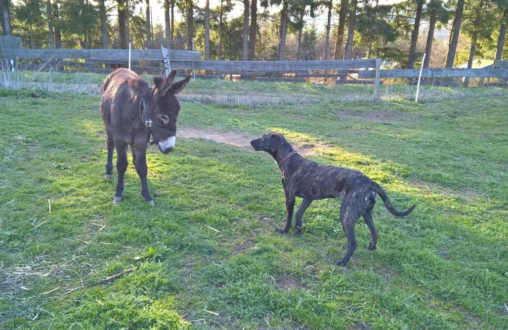 Unterkunft AlohaCamp Utes Funny Farm Ferienhaus 1