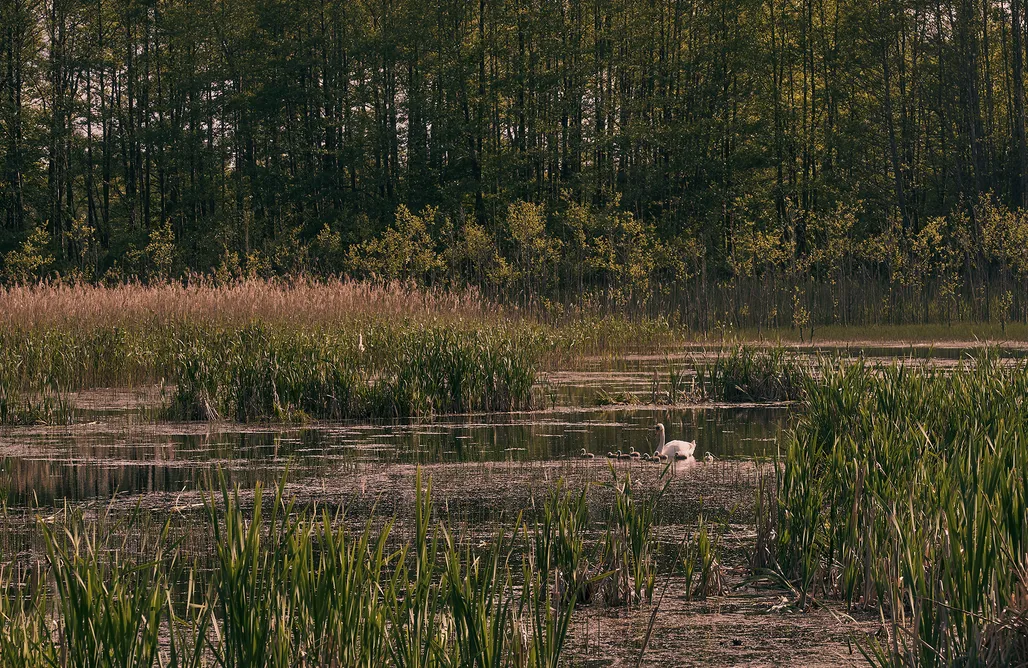 AlohaCamp accommodation Swobodna6  1