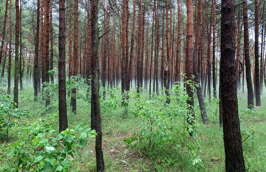 AlohaCamp Dobrostan Domek w Naturze 1