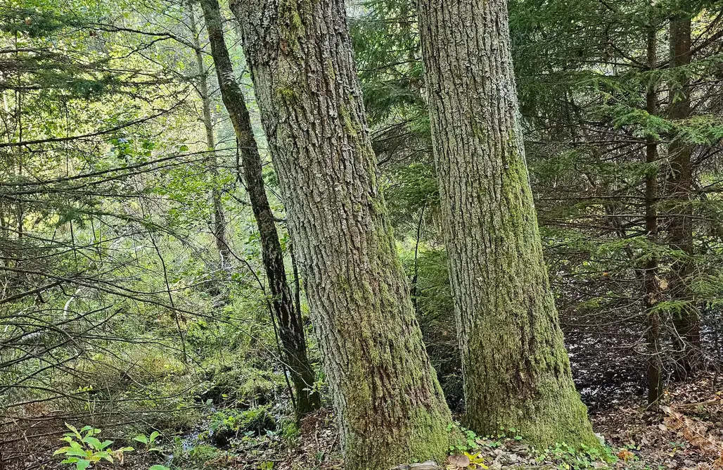 AlohaCamp W koronach drzew 1