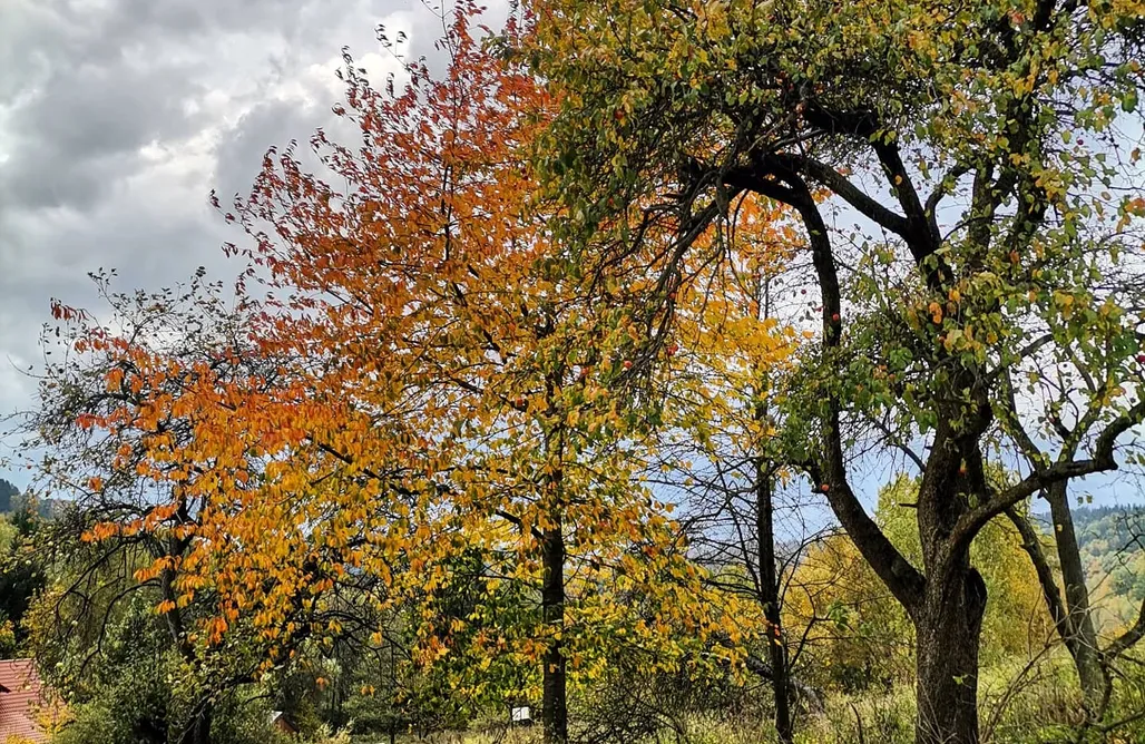 AlohaCamp Wozówka  1