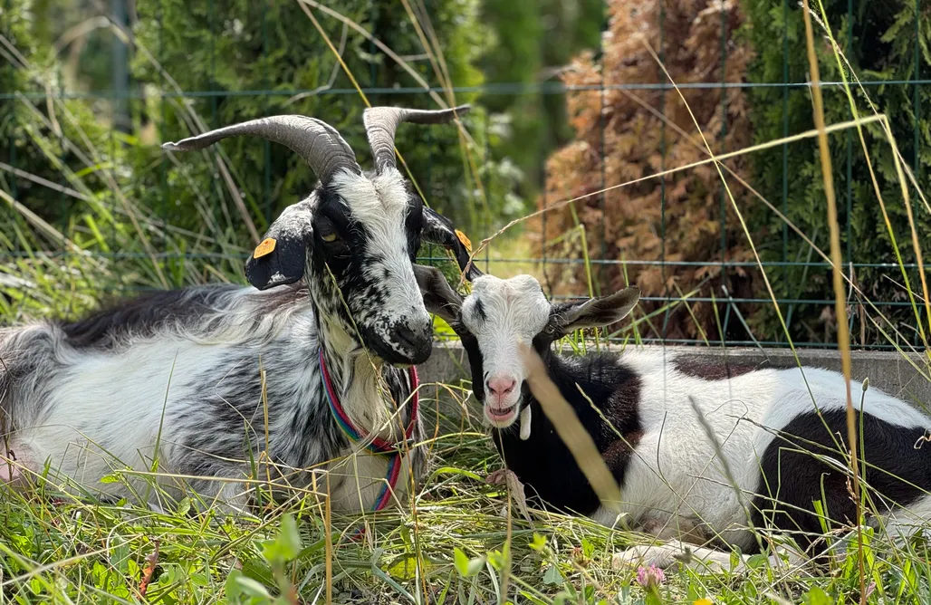 Agroturystyka Domki EkoSioło - Basen, Sauna i Jacuzzi 1