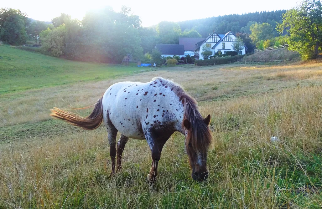 AlohaCamp accommodation Blockhaus BergesGlück II 4