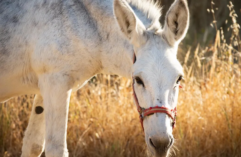 alojamientos AlohaCamp Kurrural  3