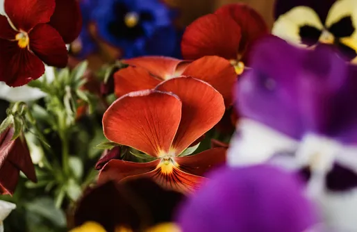 Zdjęcie obiektu Osada Knurów