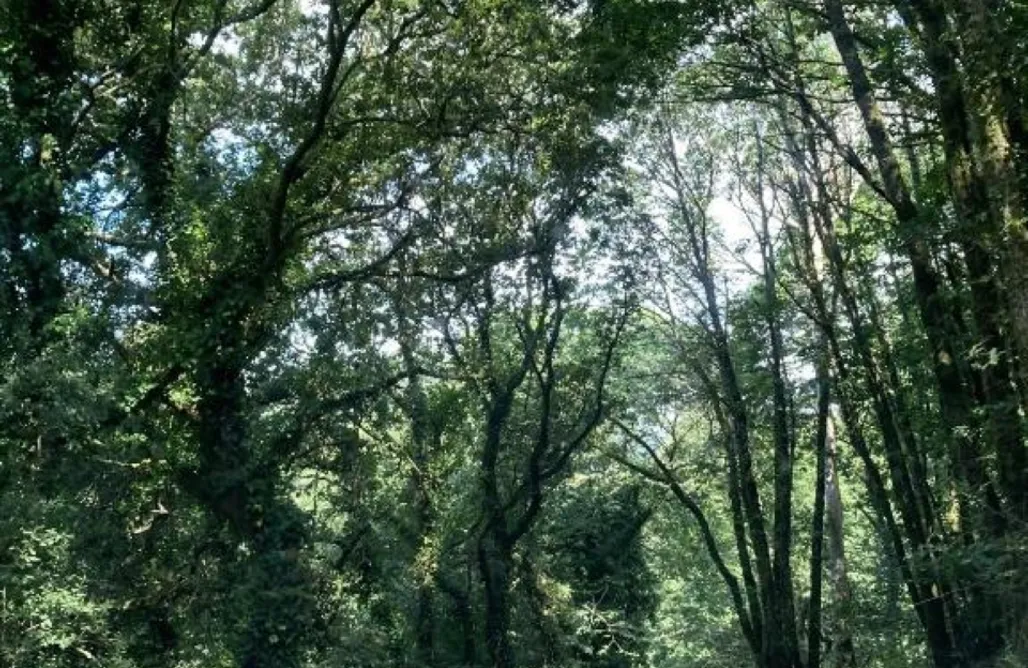 Hotel burbuja Galicia A Quinta de Bouzas 1