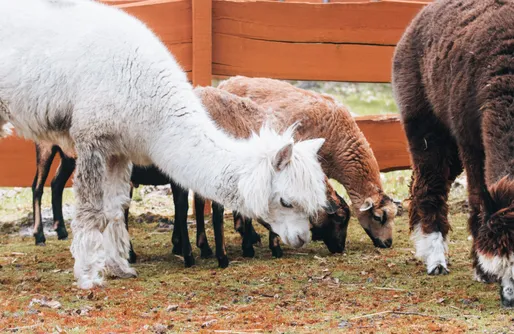 Zdjęcie obiektu Ranczo Targówka - Glampy z balią wśród natury
