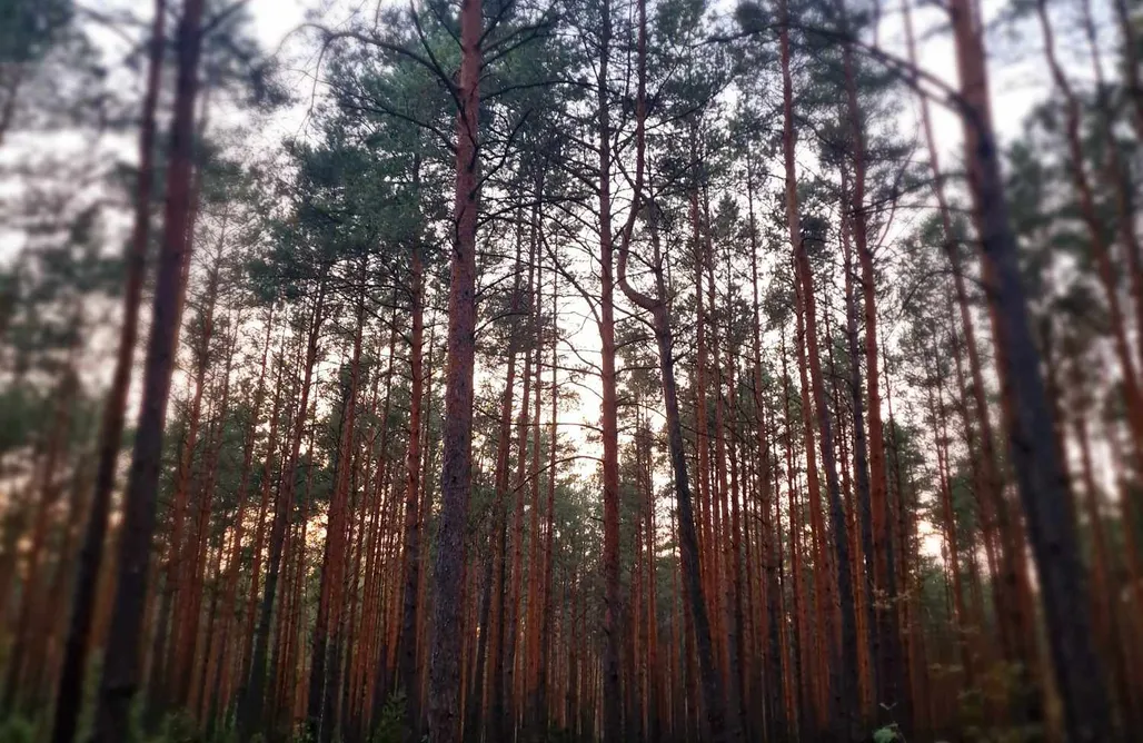 AlohaCamp accommodation Akacjowe Wzgórze Wielęcin 1