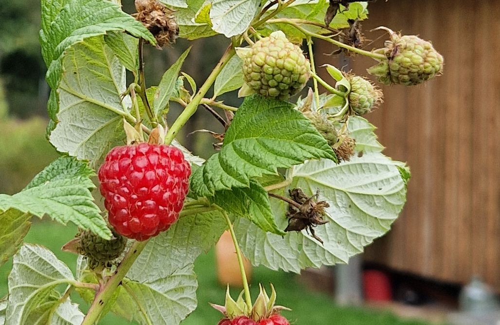 AlohaCamp Holzhaus mit Kamin 1