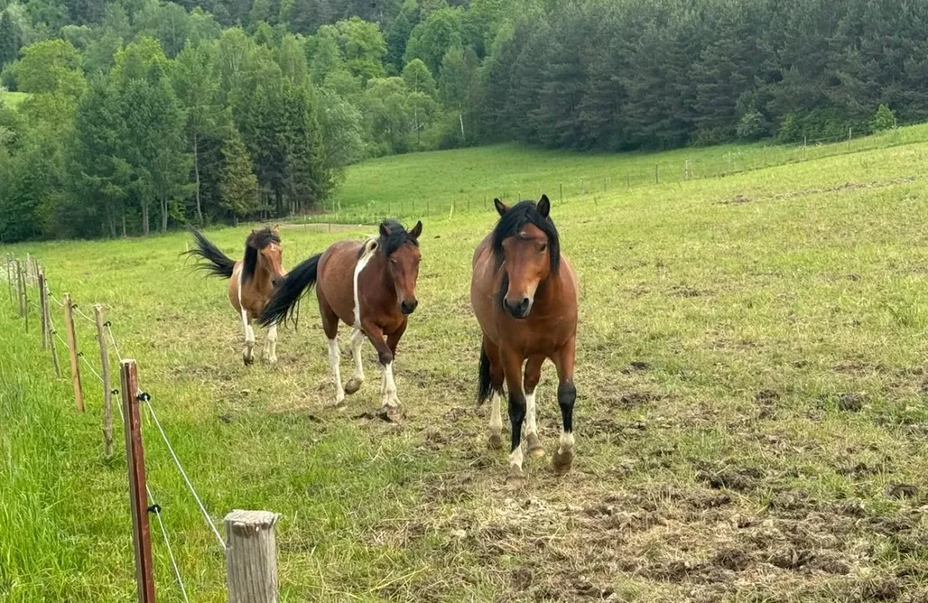ubytovanie AlohaCamp Zakątek Rosa 5