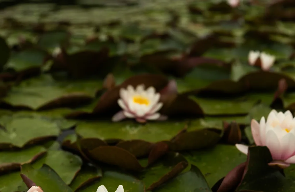 noclegi AlohaCamp Ptasie Siedlisko 1