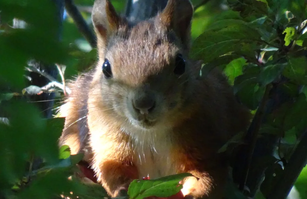 Gite Ceusette - 4 Personnes AlohaCamp