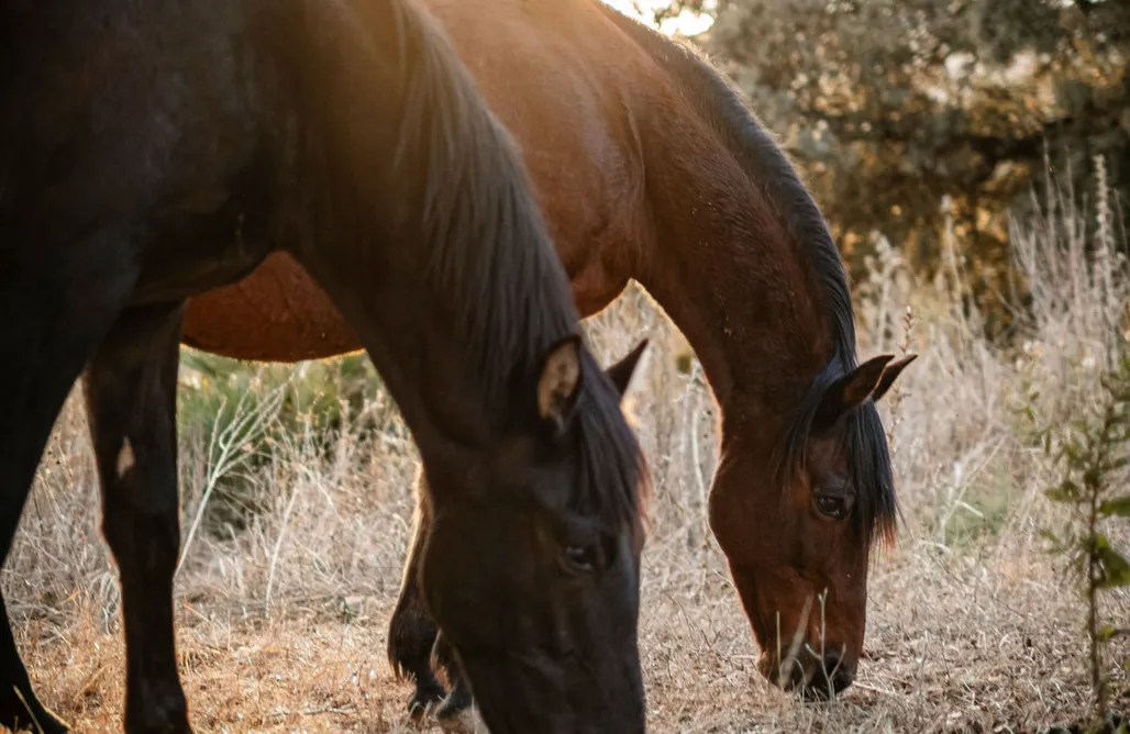 noclegi AlohaCamp Villa Rural Zen de Hacienda Alfacara 5