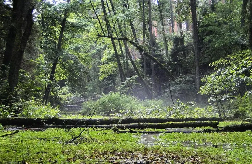 AlohaCamp accommodation Domki wypoczynkowe w lubelskiem 1