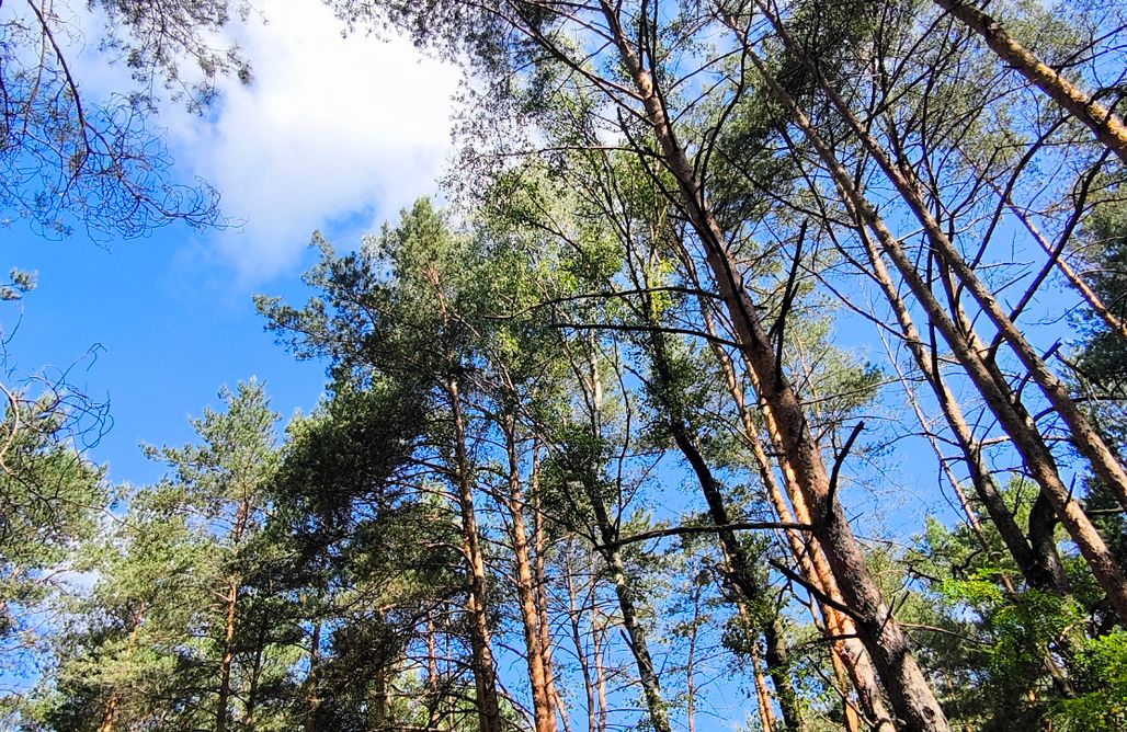 AlohaCamp accommodation Dom w środku lasu  4