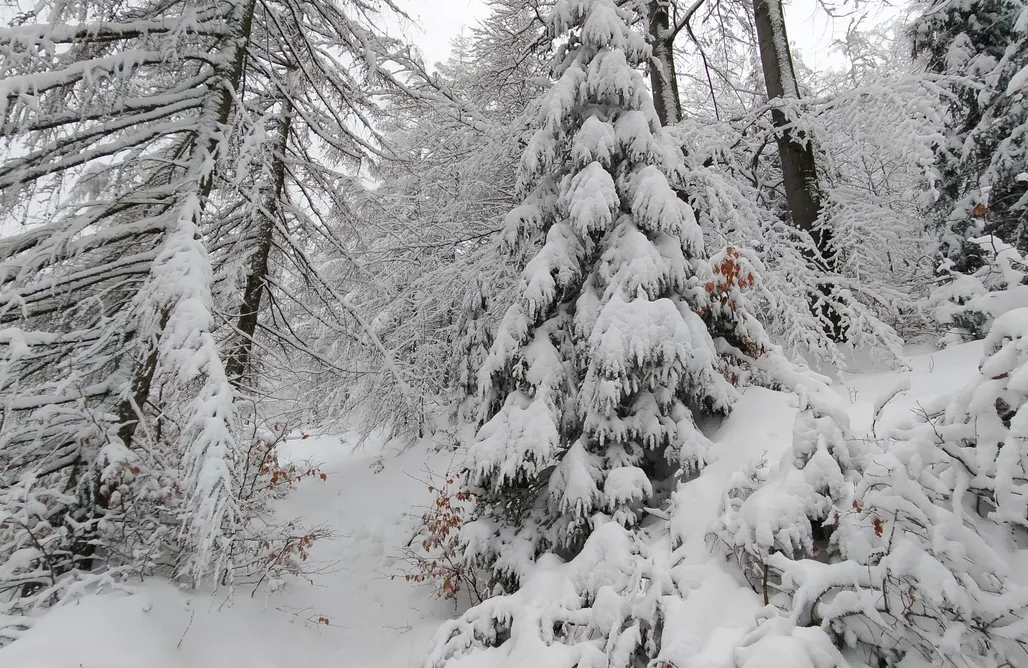 noclegi AlohaCamp Domek pod Bukiem 1