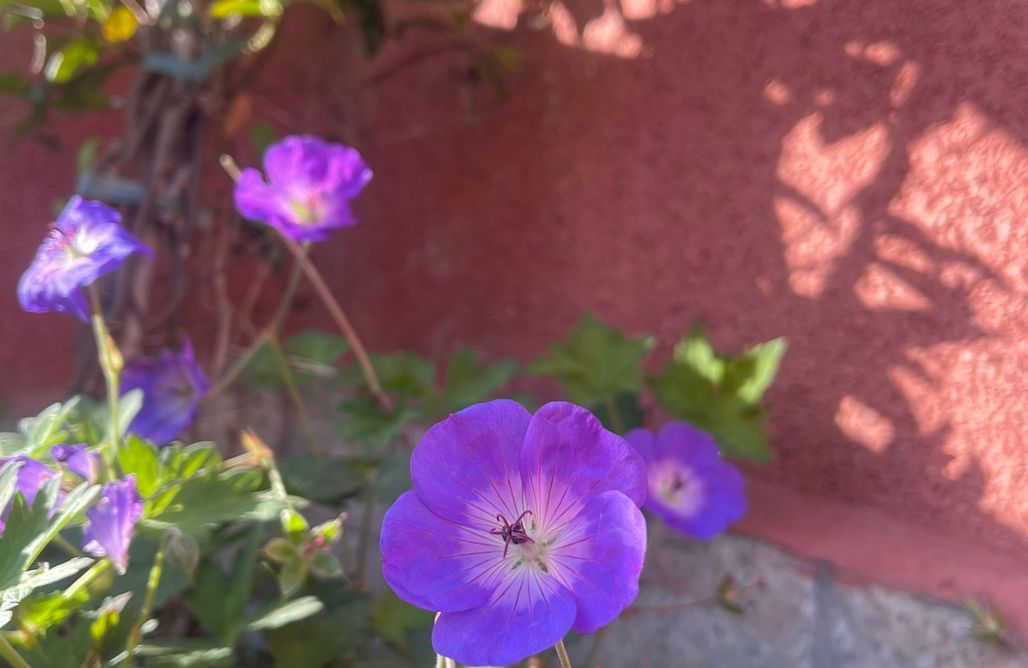 AlohaCamp Casa Trasgu Infiesto 1