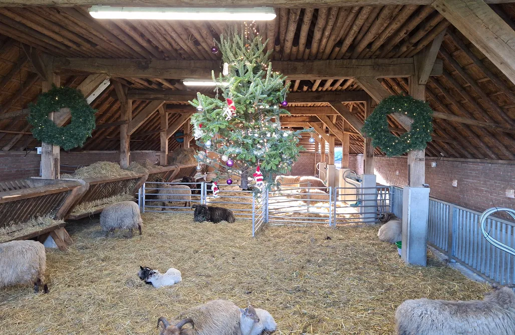 Unterkunft AlohaCamp Hermelijn 3 1