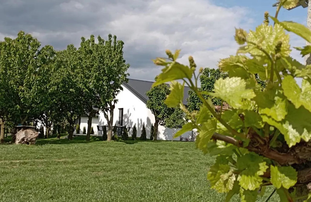 Agroturystyka Zwierzyniec Świętokrzyska Winnica Knapów 2