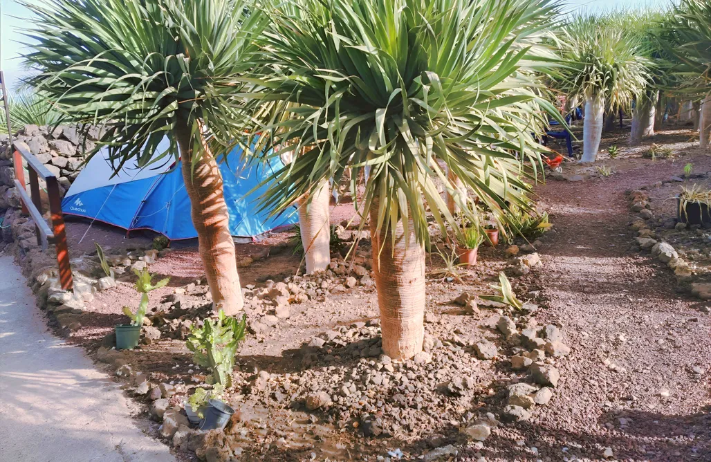 noclegi AlohaCamp Sitio para tiendas - Agrocamping Invernaderito Tejina 1