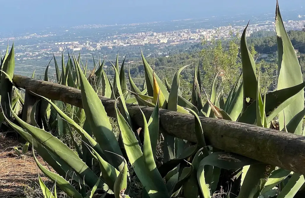 Alojamiento en Almoster Sol Senyor 1