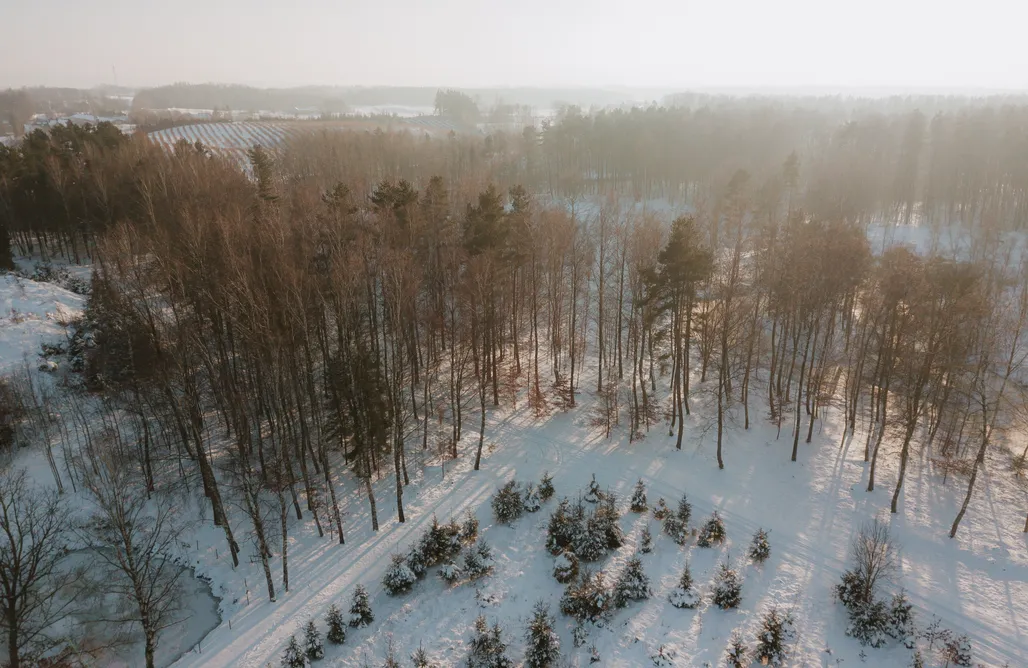 AlohaCamp Leśny Apartament - Shuuumi Las 1