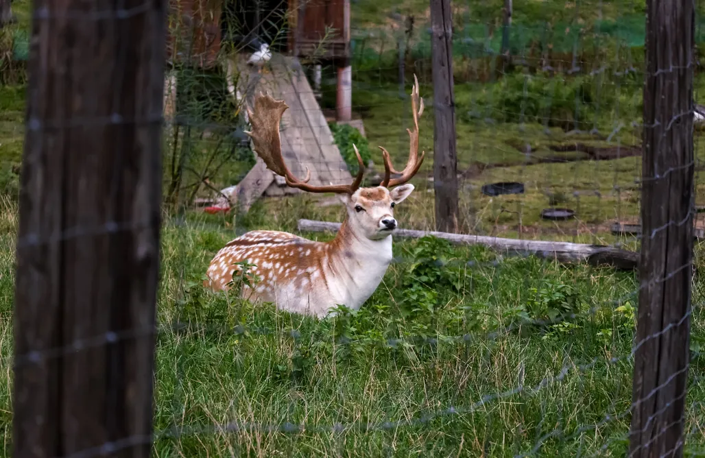 AlohaCamp Domek Hanka 1