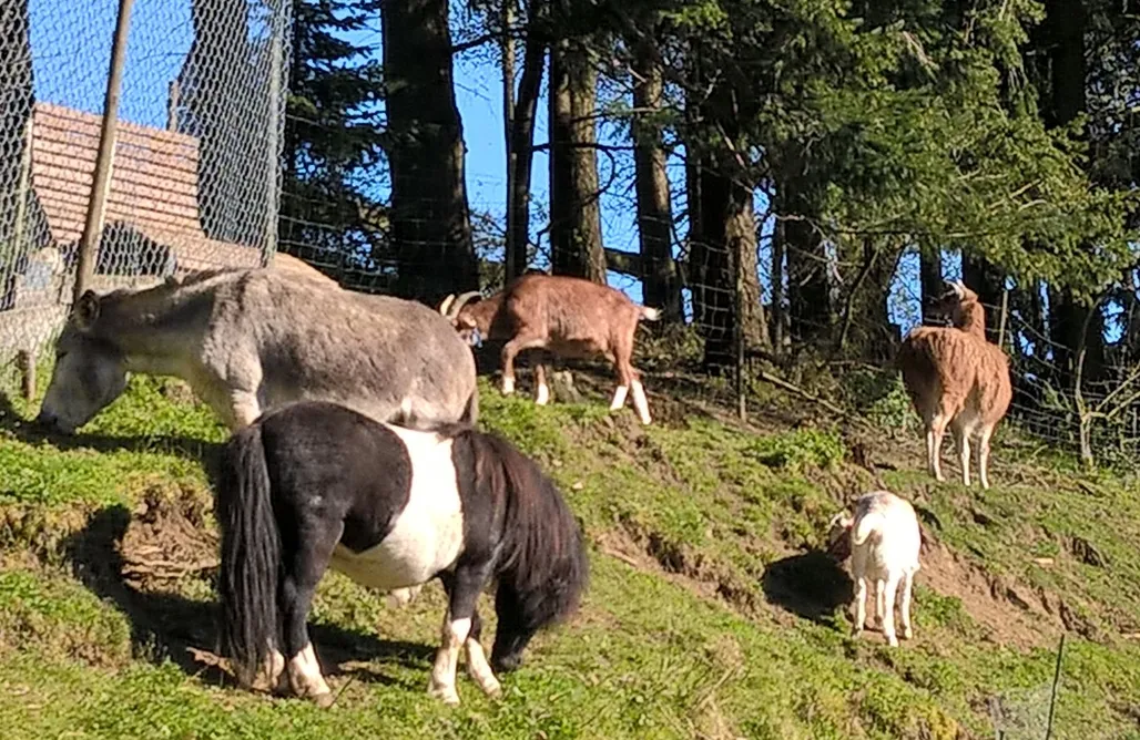 Utes Funny Farm Waldchalet AlohaCamp