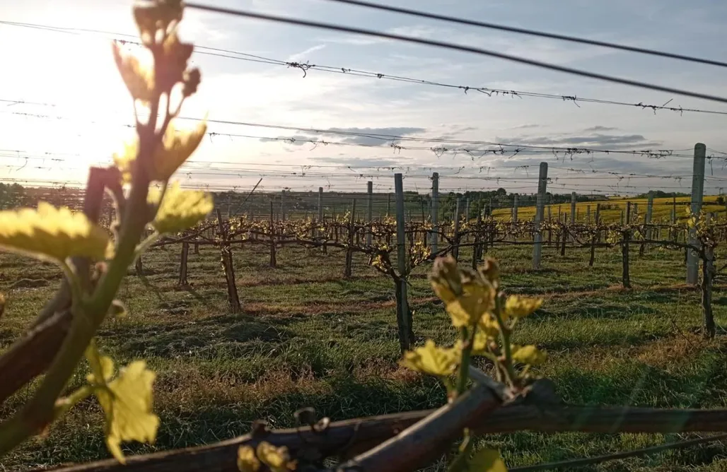 noclegi AlohaCamp Świętokrzyska Winnica Knapów 1