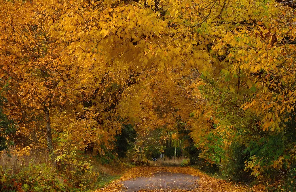 alojamientos AlohaCamp La Fábrica de la Luz 1