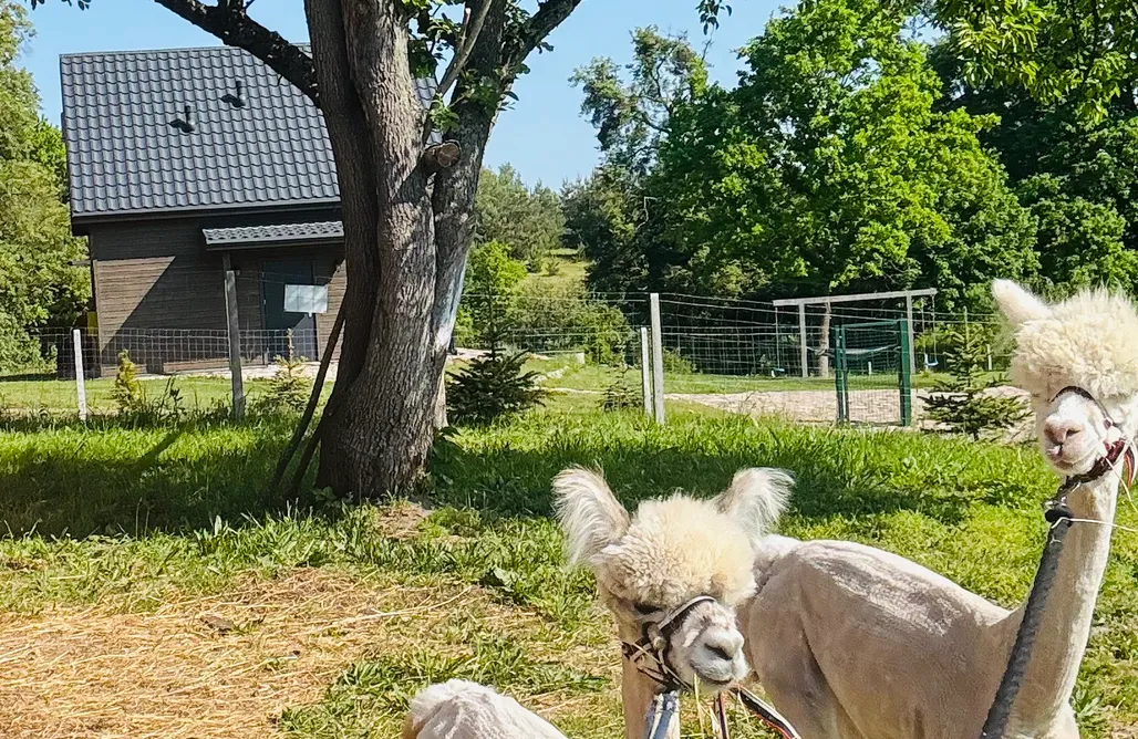noclegi AlohaCamp Dzika Mięta  1