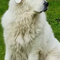 gilles hôte Le lodge des chênes
