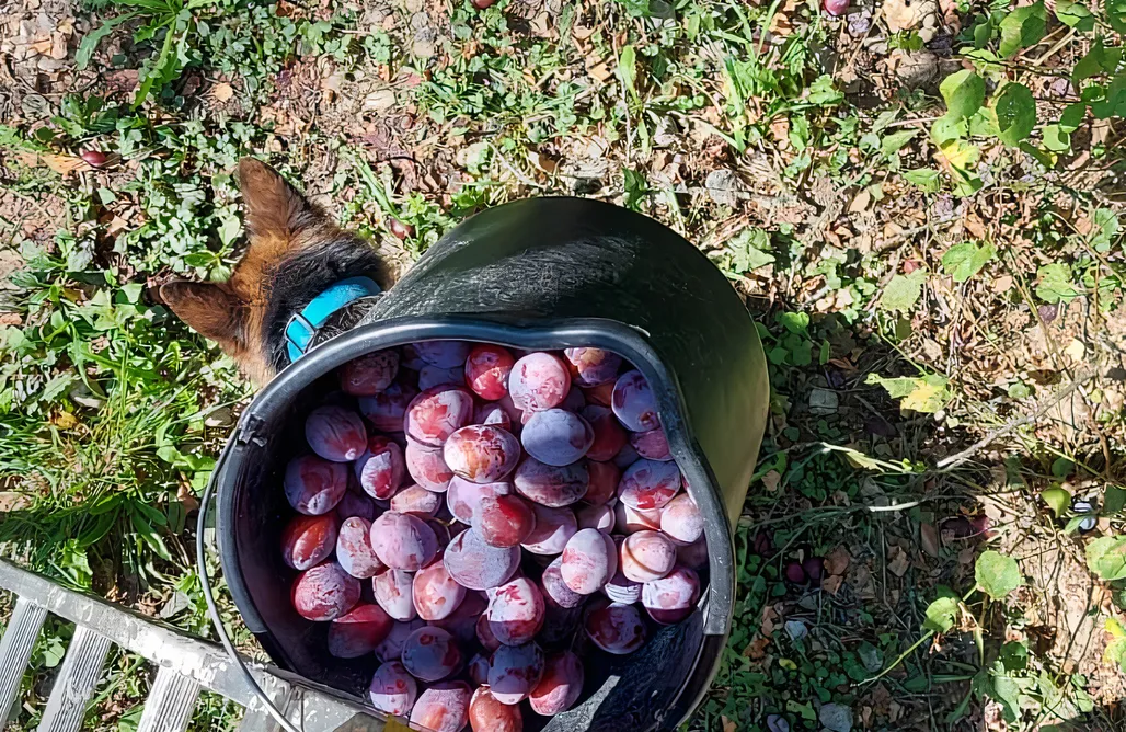 AlohaCamp Apartament Kolorowy 1