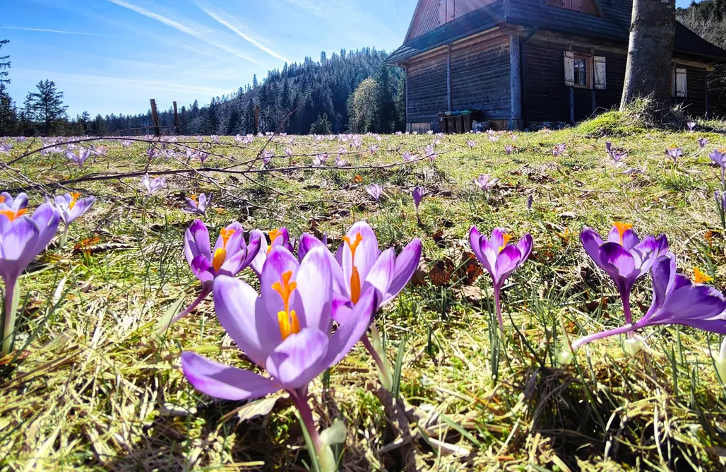 Glamping Tatry Szałas na szlaku 1