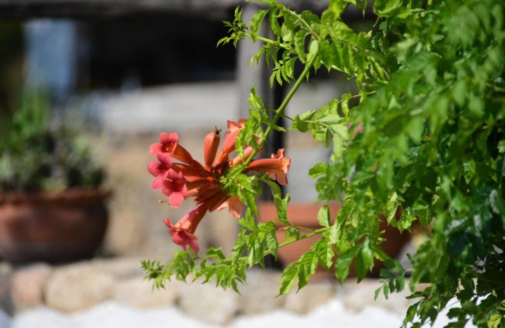 AlohaCamp Camera doppia o twin 1