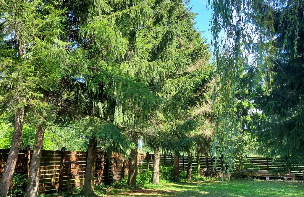 Hébergement AlohaCamp Forêt d'épicéas Sauna & Jacuzzi 5