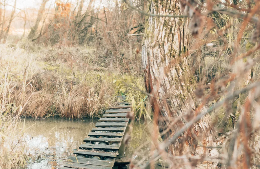alojamientos AlohaCamp Dom w środku lasu  1