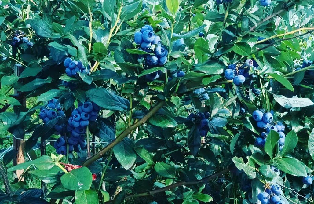 noclegi AlohaCamp Borówkowy Domek 1