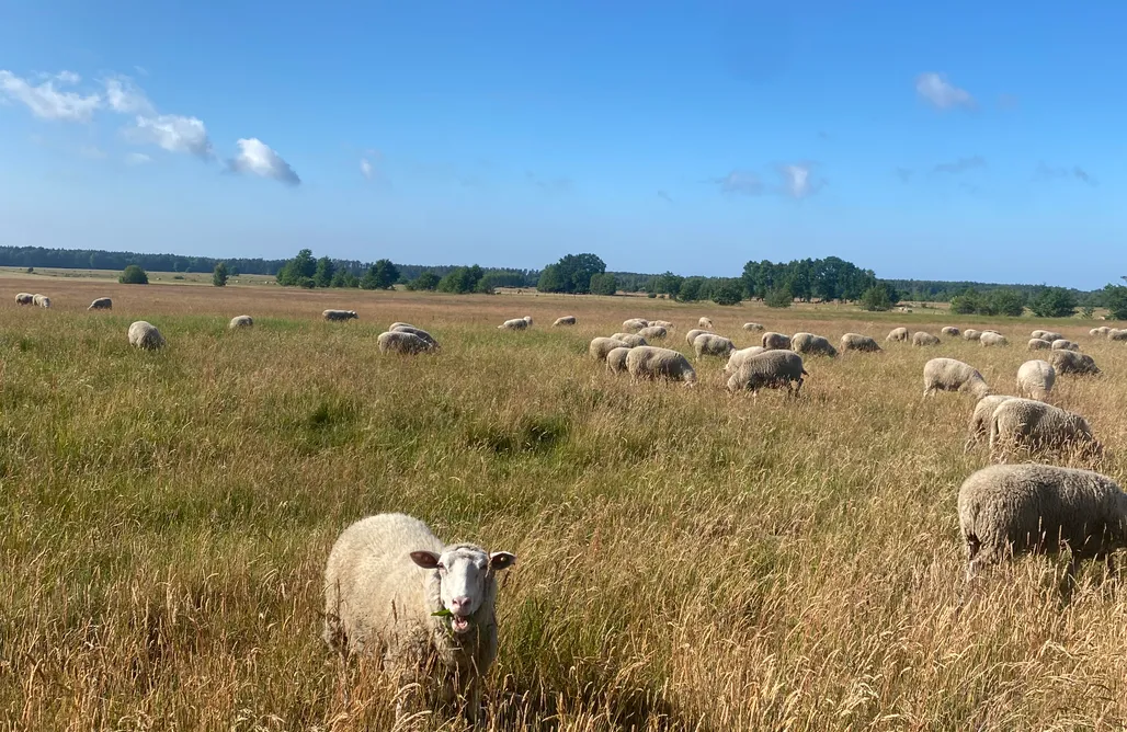 noclegi AlohaCamp  Slow Stay Łeba 1