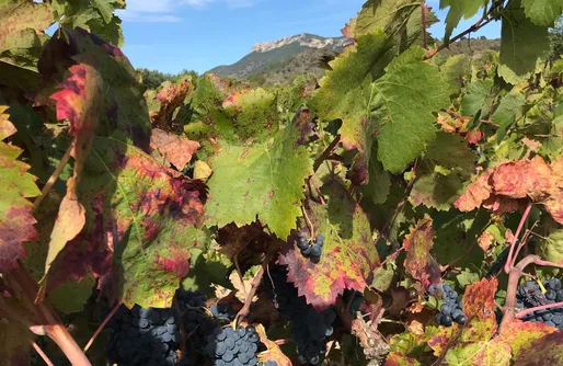 Imagen de Sitio para caravanas - Celler Gritelles