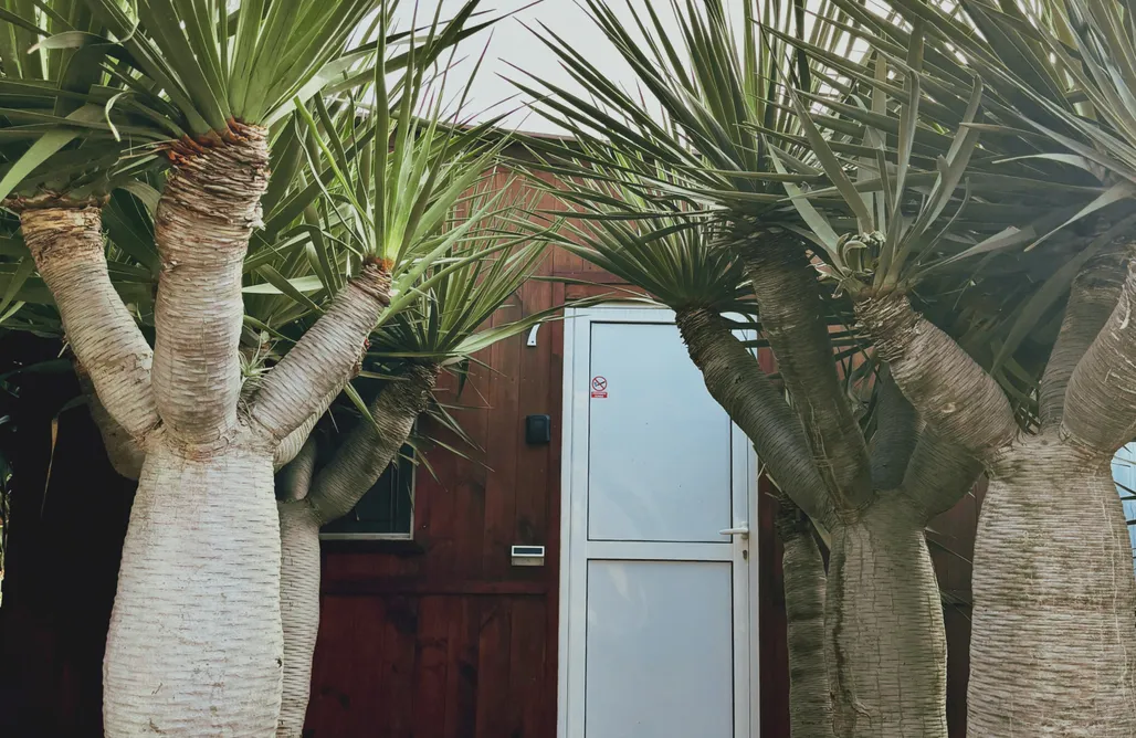 AlohaCamp Cabaña C7 1