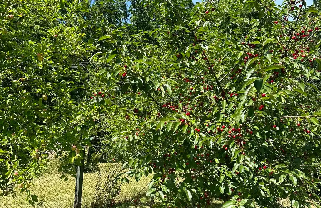 Żerdno noclegi Slow Spot Przy Lesie  1