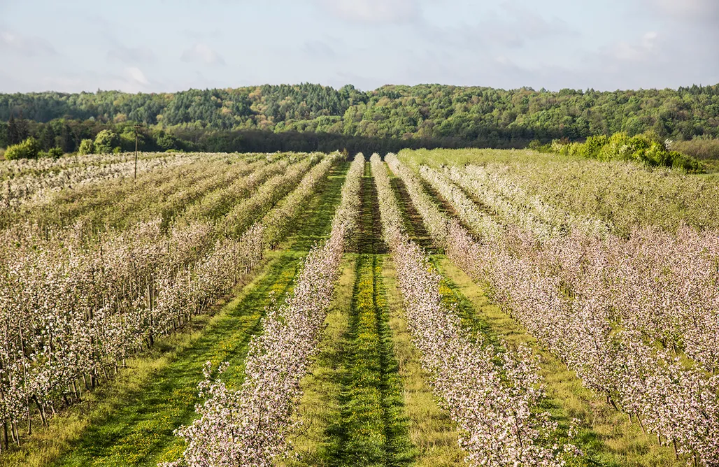 Pole namiotowe lubelskie Miejsce kamperowe - Pod Jabłonią 3