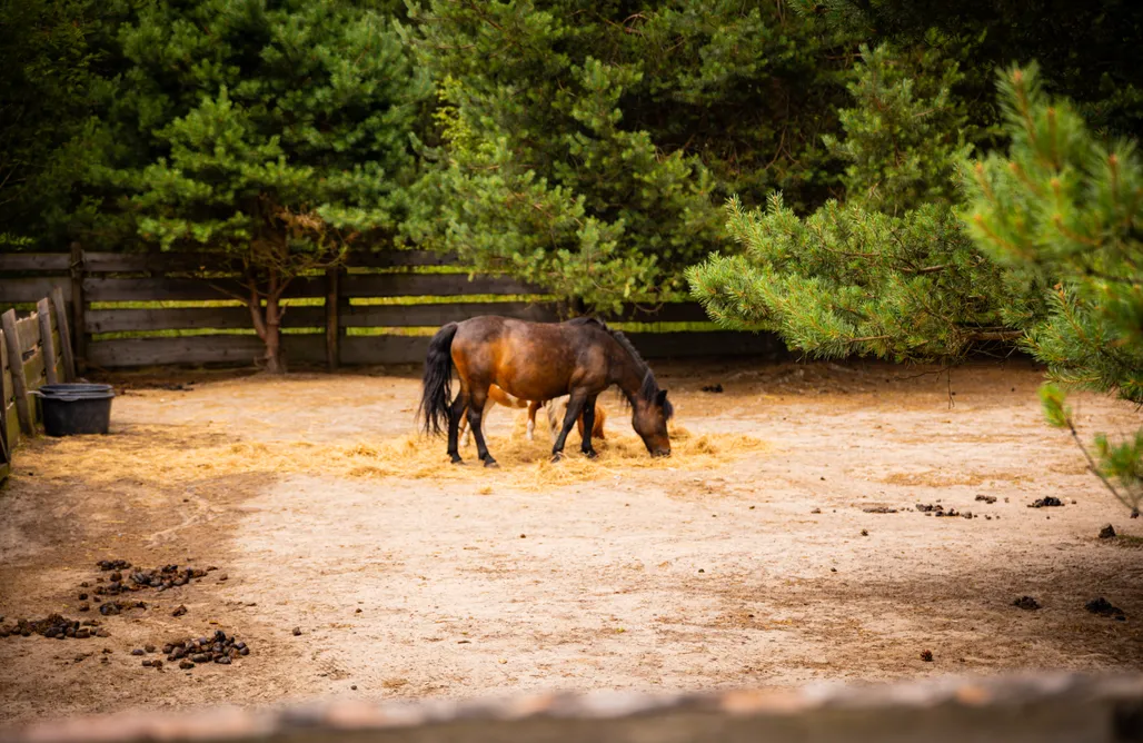 noclegi AlohaCamp Stodoły Pod Gajem z Balią i Sauną

 1