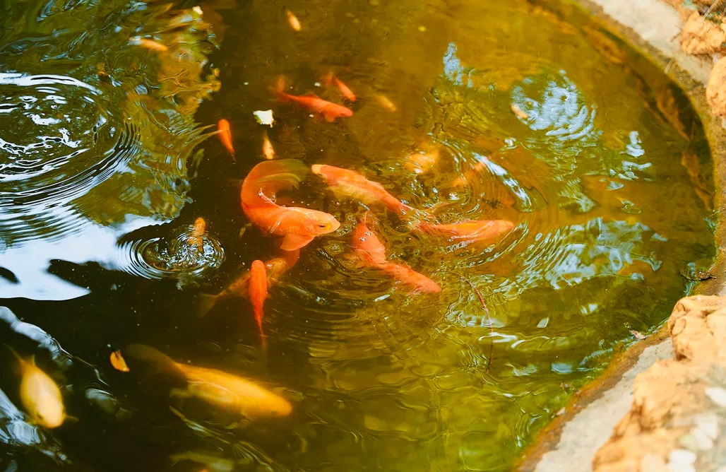 Alloggi AlohaCamp Cabaña Rural El Arbol 1