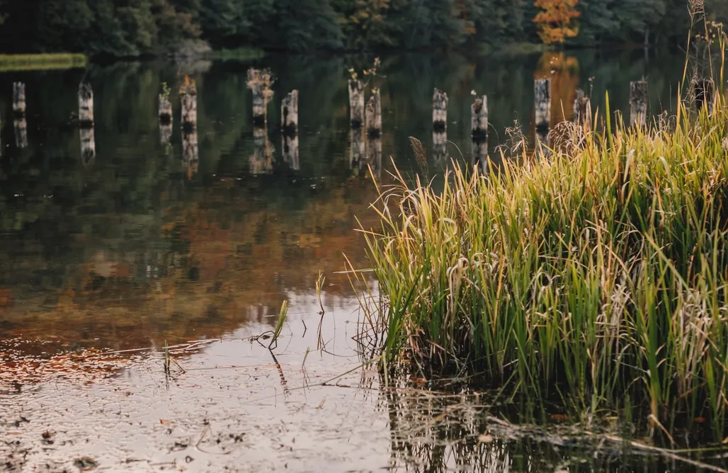 Półwysep Zacisze AlohaCamp